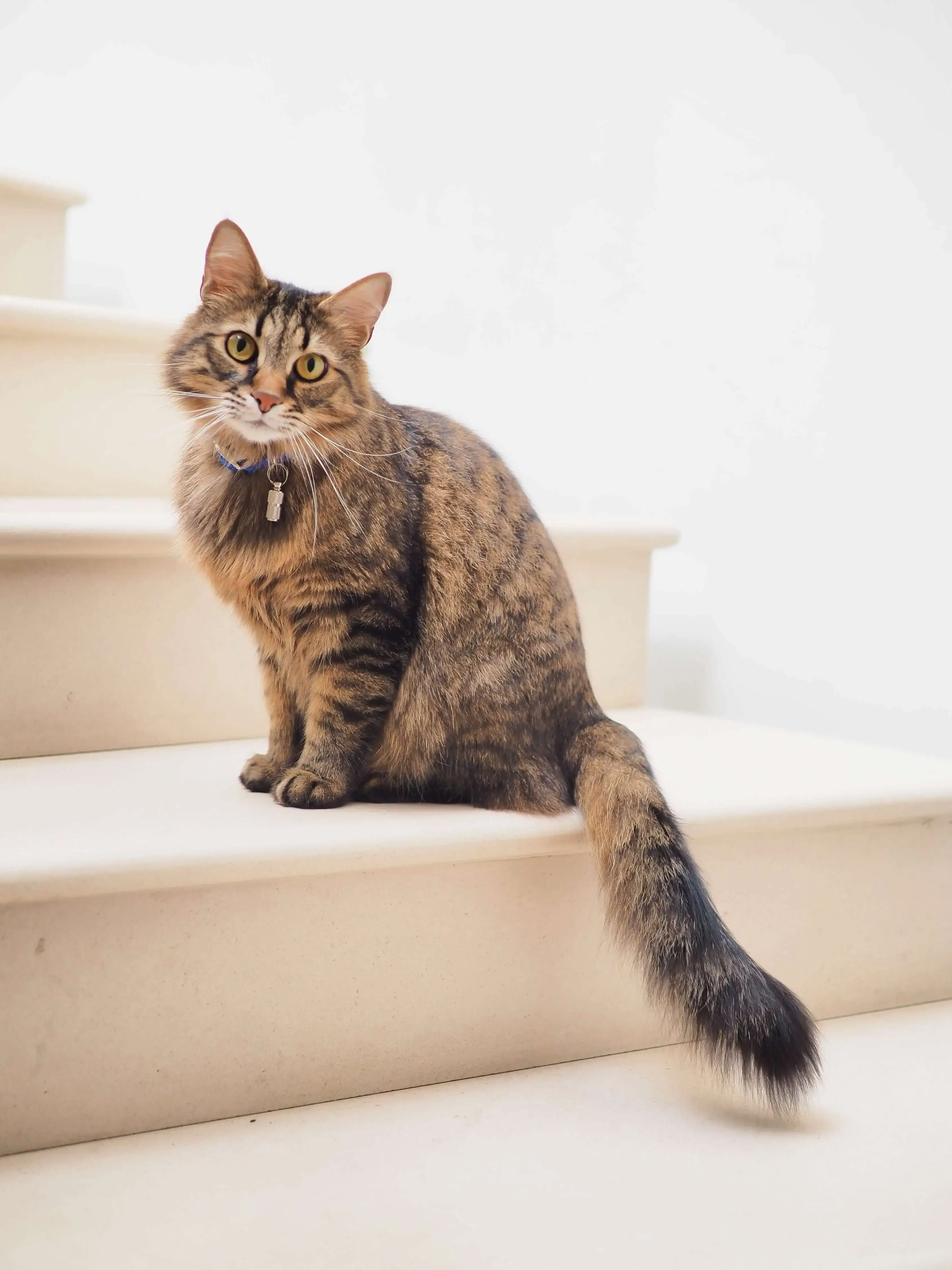 grey cat Alexander on stairs